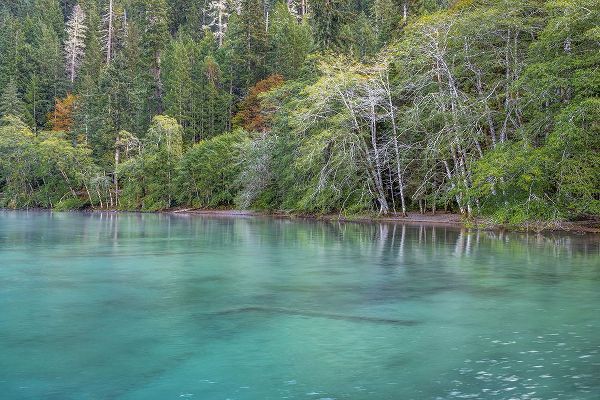 Jaynes Gallery 아티스트의 USA-Washington State-Olympic National Park Alder trees overhanging Lake Crescent shore작품입니다.